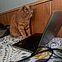 Dulce is registered to the contest to win money with this photo: cat, orange_tabby, laptop, bed, bedspread, floral_pattern, wood_panel_wall, cable, indoor, curious, pet, feline, technology, electronics, computer, keyboard, furniture, resting, domestic_animal, cozy