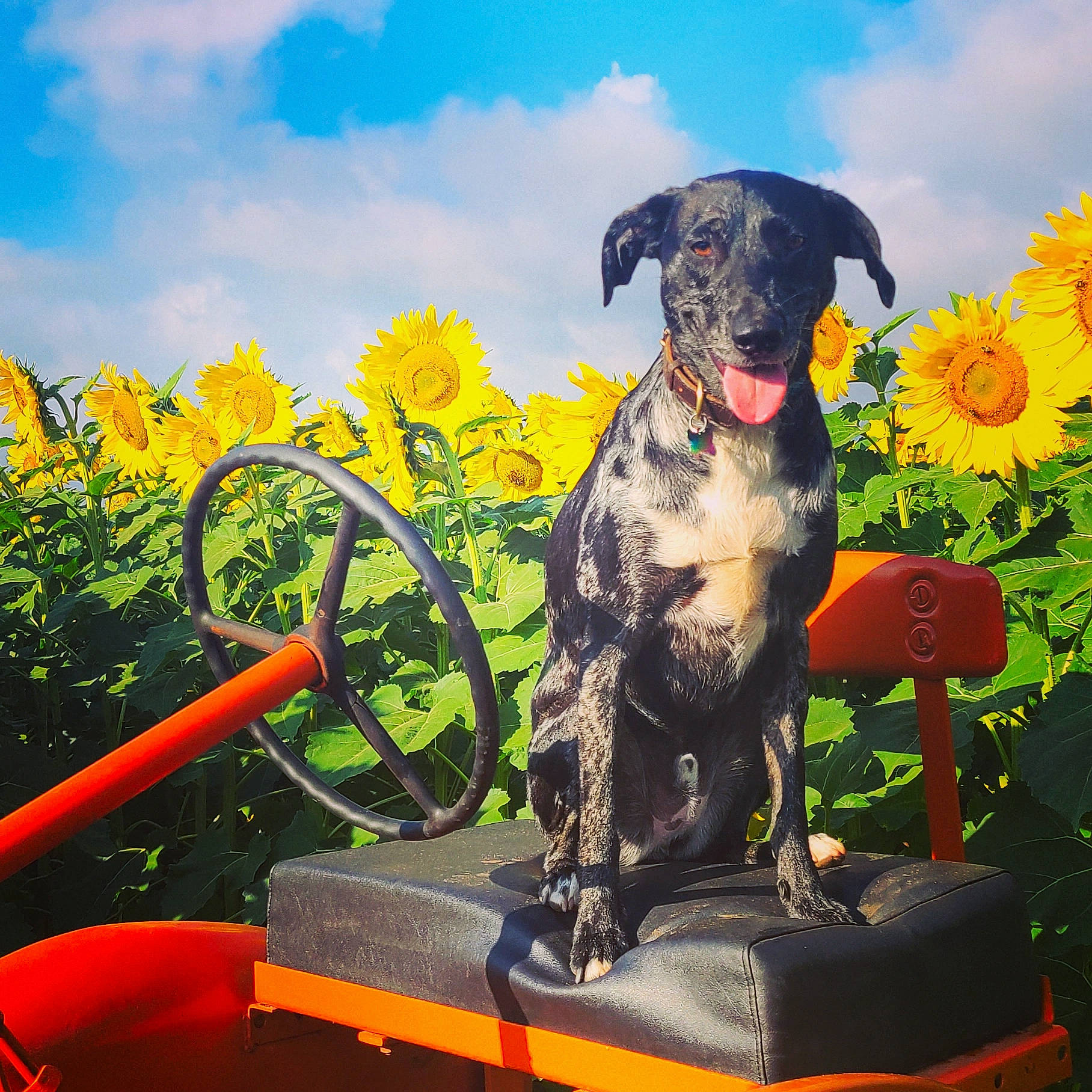 Sir Jorah Mormutt joined the competition — help win amazing prizes! art, canidae, carnivore, cloud, companion_dog, dog, dog_breed, dog_collar, fawn, flower, grass, hat, landscape, leisure, plant, sculpture, sky, sporting_group, water, working_animal