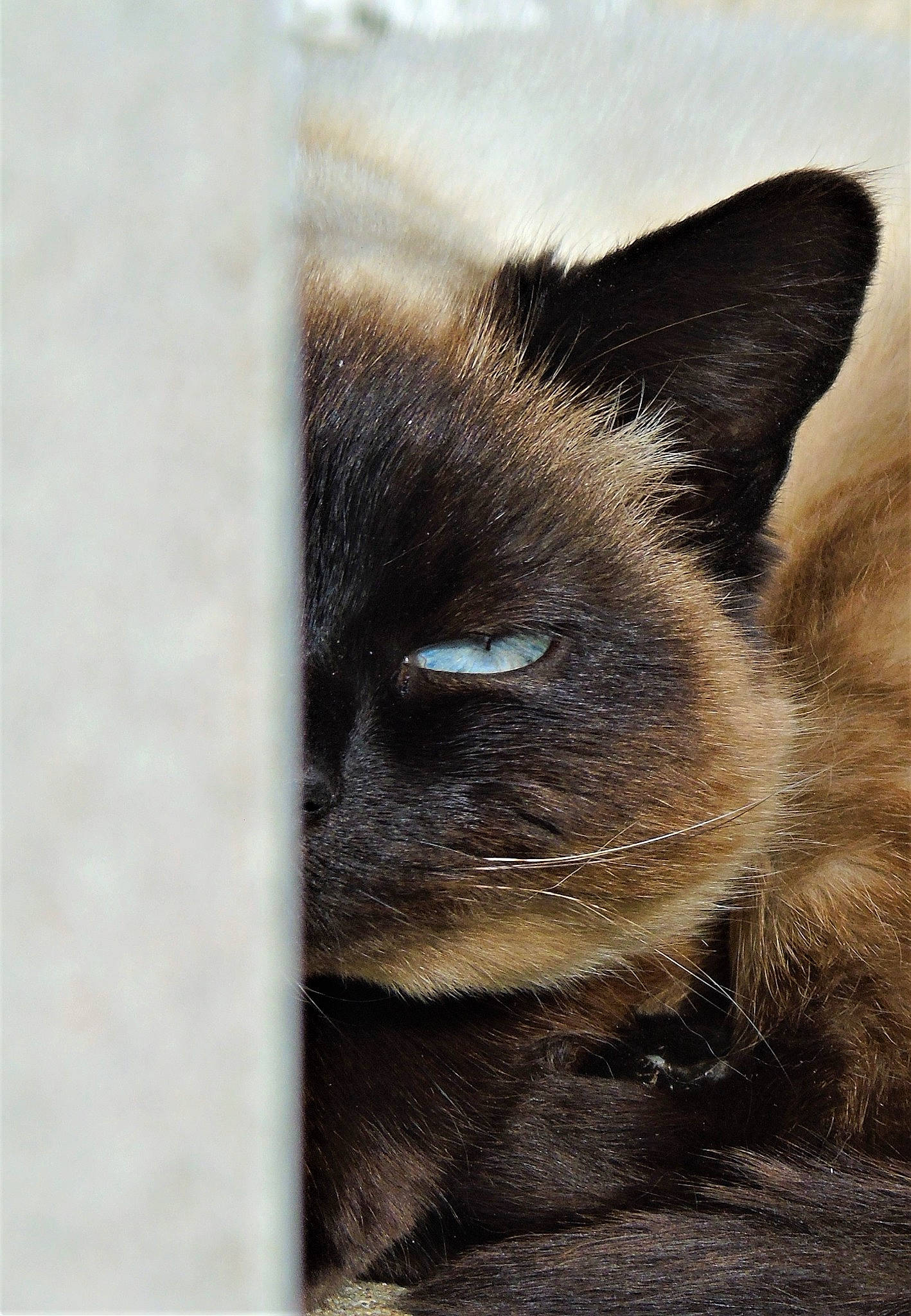 Mimine participe au concours pour gagner de l'argent avec cette photo : balinese, birman, carnivore, cat, domestic_short_haired_cat, felidae, fur, paw, siamese, sky, small_to_medium_sized_cats, snout, tail, terrestrial_animal, thai, whiskers, wildlife