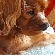 Jazzy participe au concours pour gagner de l'argent avec cette photo : dog, close_up, resting, golden_brown, soft_texture, blanket, indoor, pet, fur, cute, calm, side_profile, animal, companion, relaxed, warm_colors, cozy, portrait, snout, ears