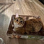 cat, tabby, box, cardboard, floor, wooden_floor, pet, indoor, curious, animal, feline, small_box, container, sitting, looking_up, domestic_animal, whiskers, ears, fur, cute