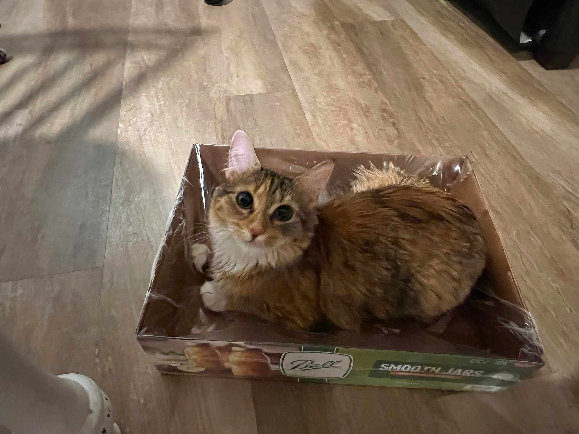 Kimchi joined the competition — help win amazing prizes! cat, tabby, box, cardboard, floor, wooden_floor, pet, indoor, curious, animal, feline, small_box, container, sitting, looking_up, domestic_animal, whiskers, ears, fur, cute