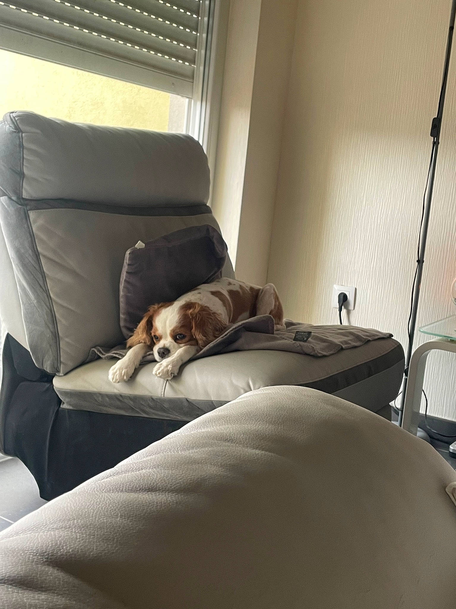 Iago participe au concours pour gagner de l'argent avec cette photo : brown, building, carnivore, chair, comfort, companion_dog, couch, dog, dog_breed, floor, flooring, hardwood, house, interior_design, living_room, shade, sofa_bed, studio_couch, tints_and_shades, wood