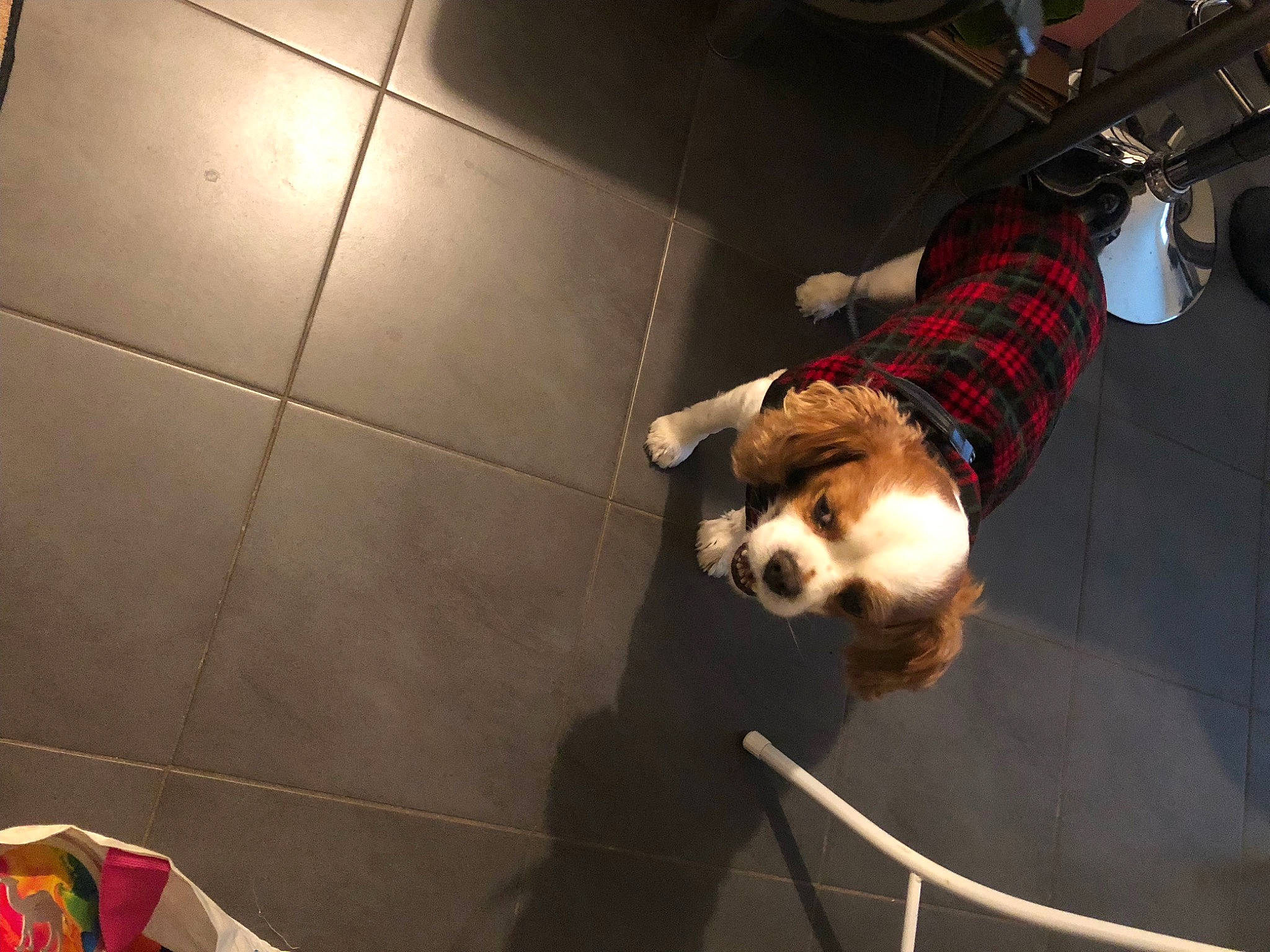 Iago participe au concours pour gagner de l'argent avec cette photo : adventure, carnivore, companion_dog, dog, dog_breed, elbow, event, floor, flooring, fun, fur, human_leg, knee, leash, wood