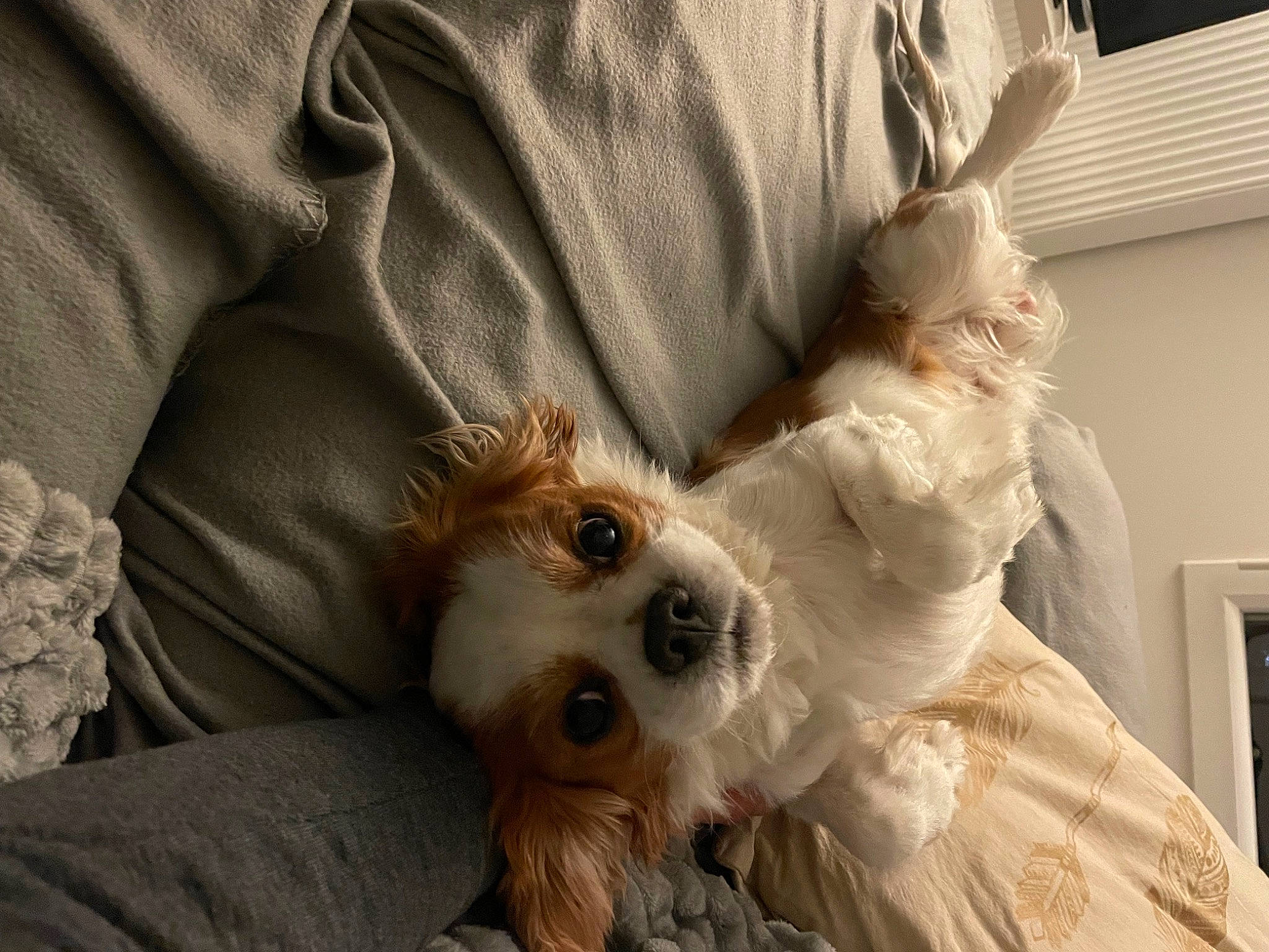 Iago a rejoint le concours — aidez-le/la à gagner de superbes lots ! bed, canidae, carnivore, comfort, companion_dog, dog, dog_breed, dog_supply, eyewear, fawn, fur, linens, pomeranian, puppy_love, small_terrier, sporting_group, sunglasses, terrier, toy_dog, whiskers