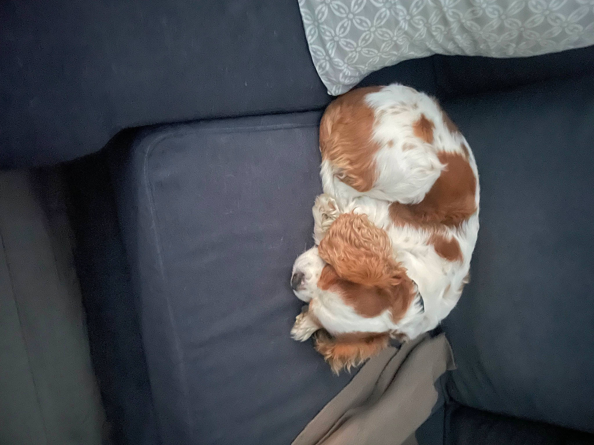 Iago participe au concours pour gagner de l'argent avec cette photo : car_seat, carnivore, cat, comfort, companion_dog, couch, dog_breed, domestic_short_haired_cat, fawn, felidae, fur, human_leg, linens, room, small_to_medium_sized_cats, sporting_group, tail, tree, whiskers, wood