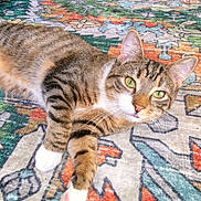 Butter joined the competition — help win amazing prizes! cat, tabby, green_eyes, pet, animal, fur, whiskers, indoor, rug, patterned_rug, colorful, relaxed, lying_down, cute, domestic_cat, playful, close_up, portrait, feline, soft_lighting