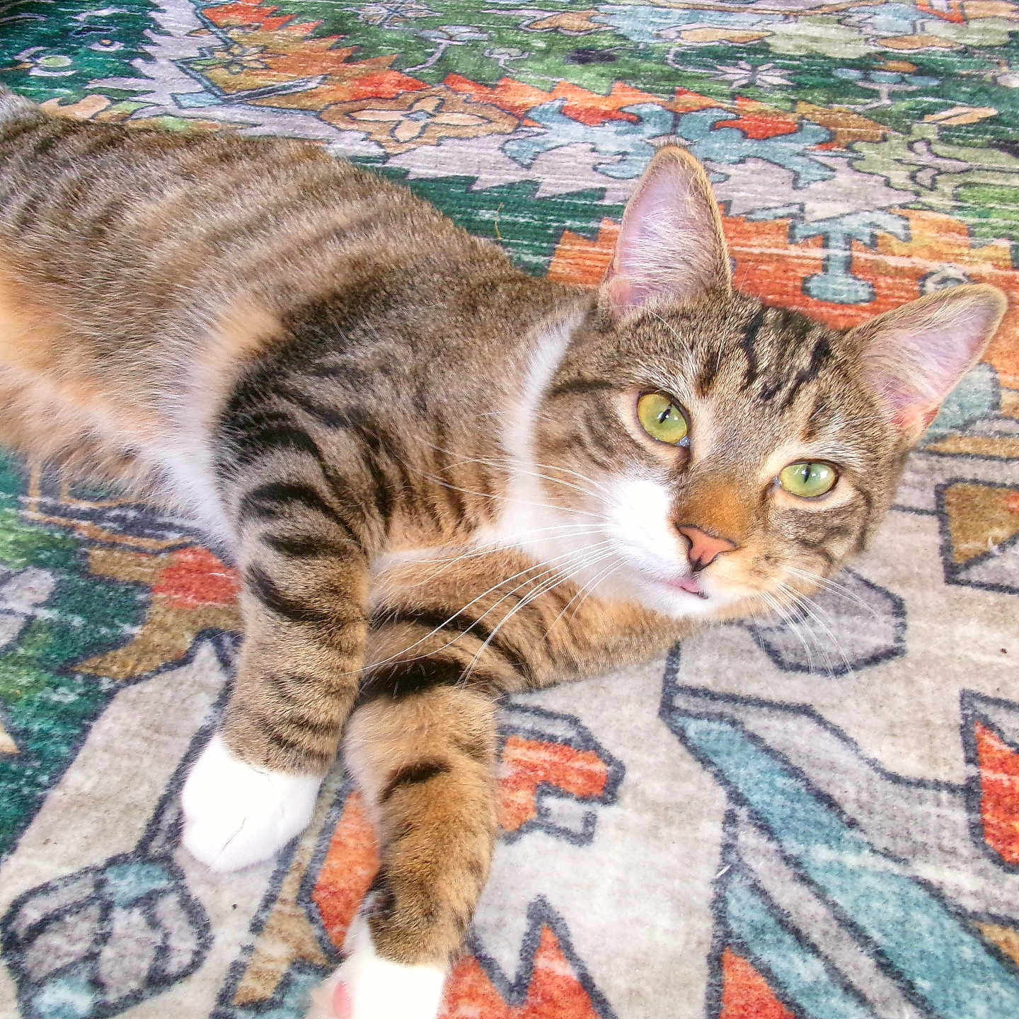 Butter joined the competition — help win amazing prizes! cat, tabby, green_eyes, pet, animal, fur, whiskers, indoor, rug, patterned_rug, colorful, relaxed, lying_down, cute, domestic_cat, playful, close_up, portrait, feline, soft_lighting