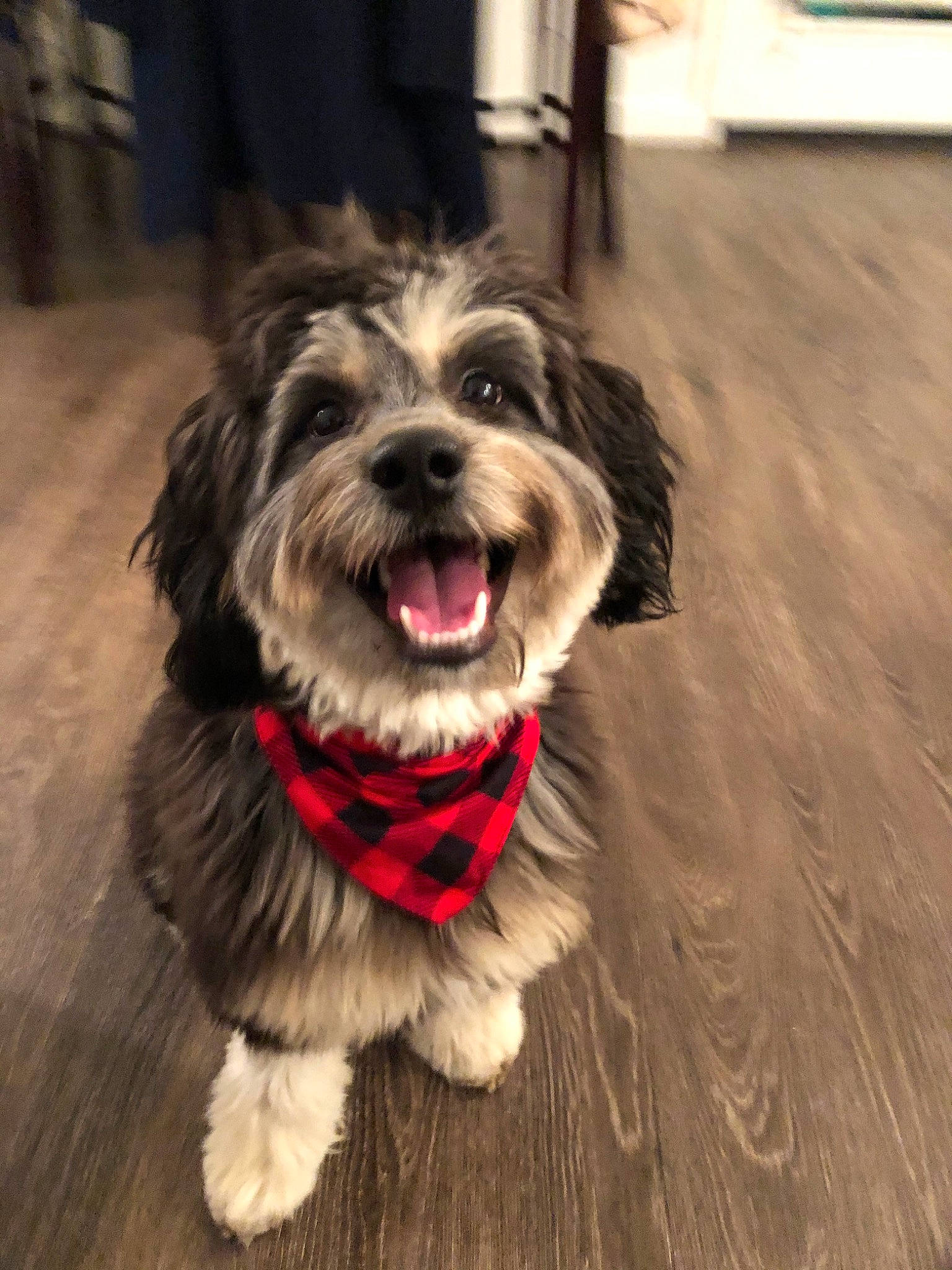 Jam joined the competition — help win amazing prizes! canidae, carnivore, chinese_imperial_dog, cockapoo, companion_dog, dog, dog_breed, havanese, kyi_leo, lhasa_apso, lowchen, mammal, miniature_schnauzer, morkie, schnoodle, snout, sporting_lucas_terrier, terrier, tibetan_terrier, vertebrate