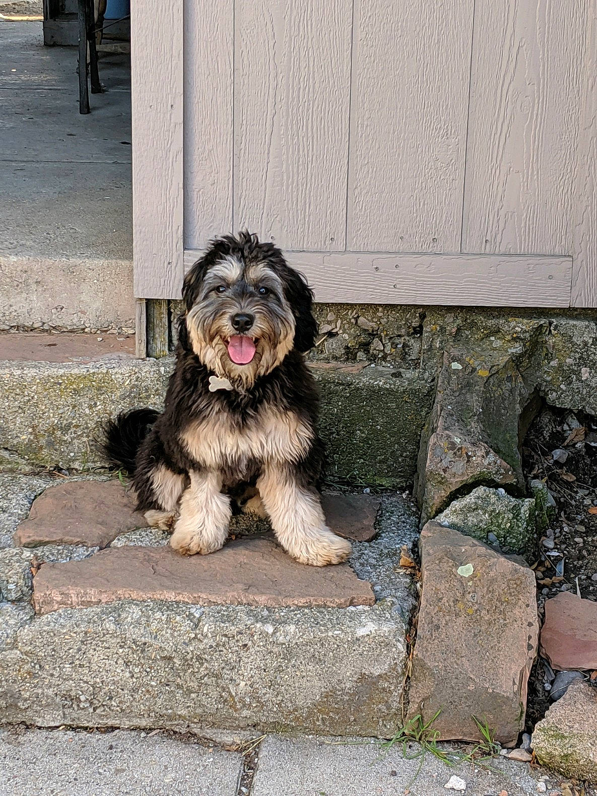 Jam is registered to the contest to win money with this photo: canidae, cao_da_serra_de_aires, carnivore, catalan_sheepdog, companion_dog, dog, dog_breed, lowchen, mammal, morkie, polish_lowland_sheepdog, puppy, rare_breed_dog, romanian_mioritic_shepherd_dog, sapsali, snout, sporting_group, terrier, tibetan_terrier, vertebrate