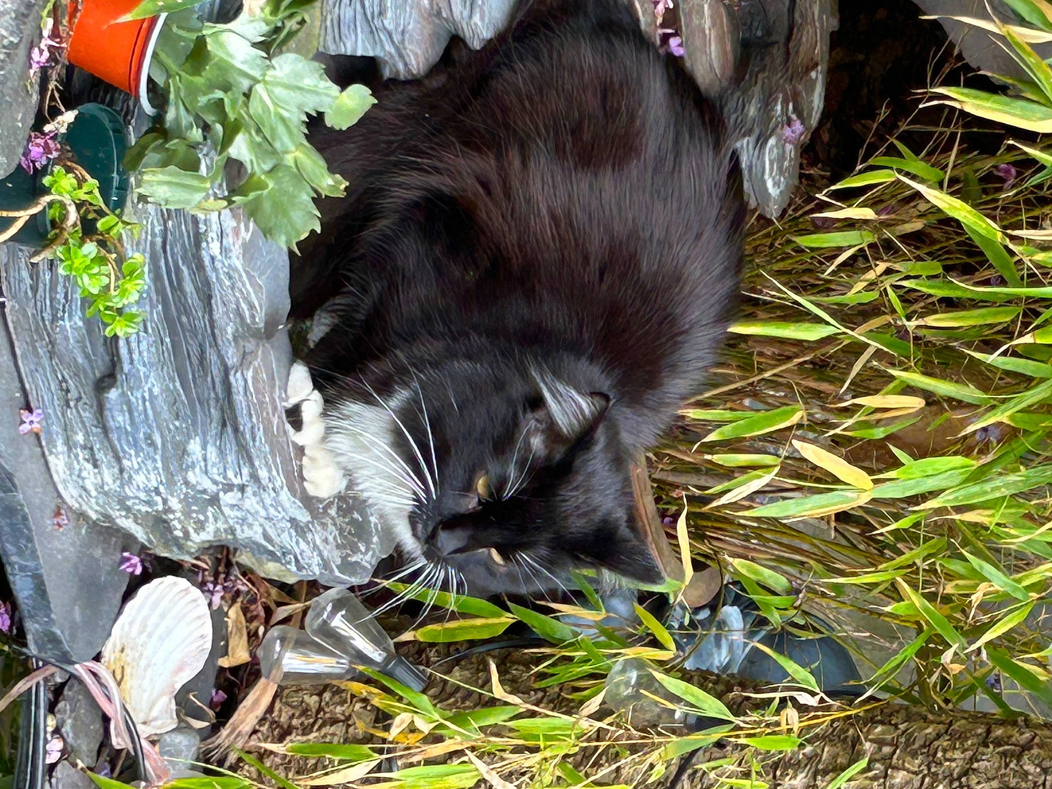 Mr Darcy joined the competition — help win amazing prizes! black_cat, canidae, carnivore, cat, dog_breed, domestic_short_haired_cat, felidae, fur, grass, groundcover, herb, plant, small_to_medium_sized_cats, soil, sporting_group, tail, terrestrial_animal, whiskers, working_animal