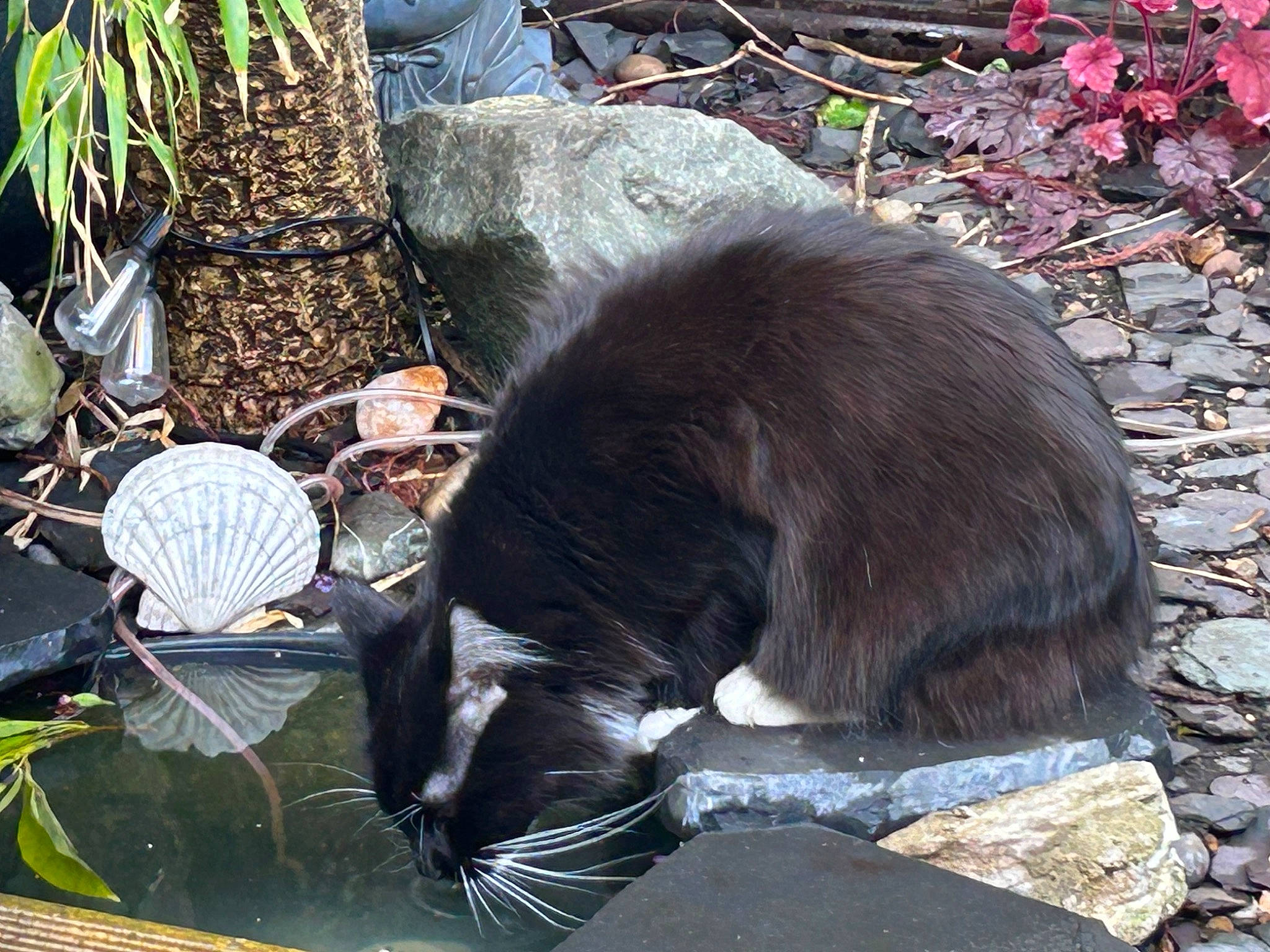 Mr Darcy is registered to the contest to win money with this photo: black_cat, canidae, carnivore, cat, claw, domestic_short_haired_cat, felidae, flowerpot, fur, grass, mammal, plant, small_to_medium_sized_cats, snout, sporting_group, tail, terrestrial_animal, vertebrate, whiskers, zoo