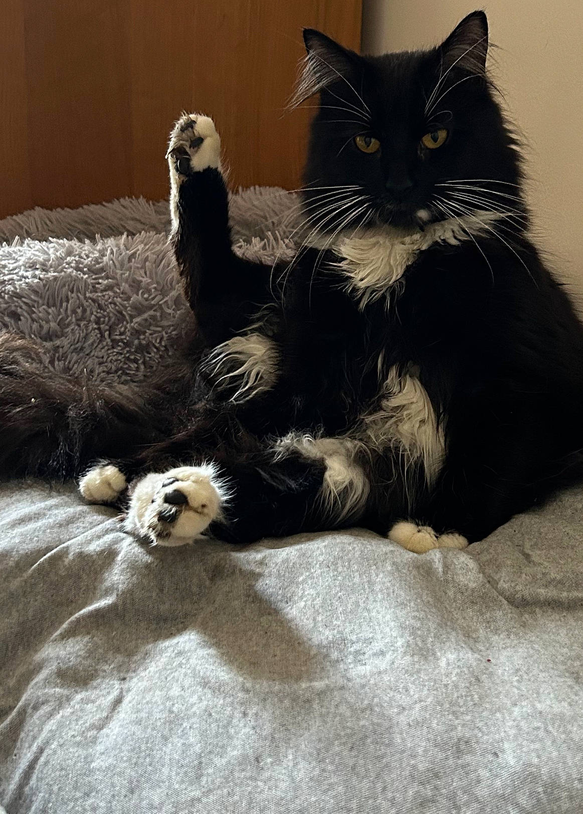 Mr Darcy joined the competition — help win amazing prizes! black_cat, carnivore, cat, claw, comfort, domestic_short_haired_cat, felidae, fur, grey, monochrome, monochrome_photography, paw, shadow, sitting, small_to_medium_sized_cats, snout, tail, terrestrial_animal, toy, whiskers