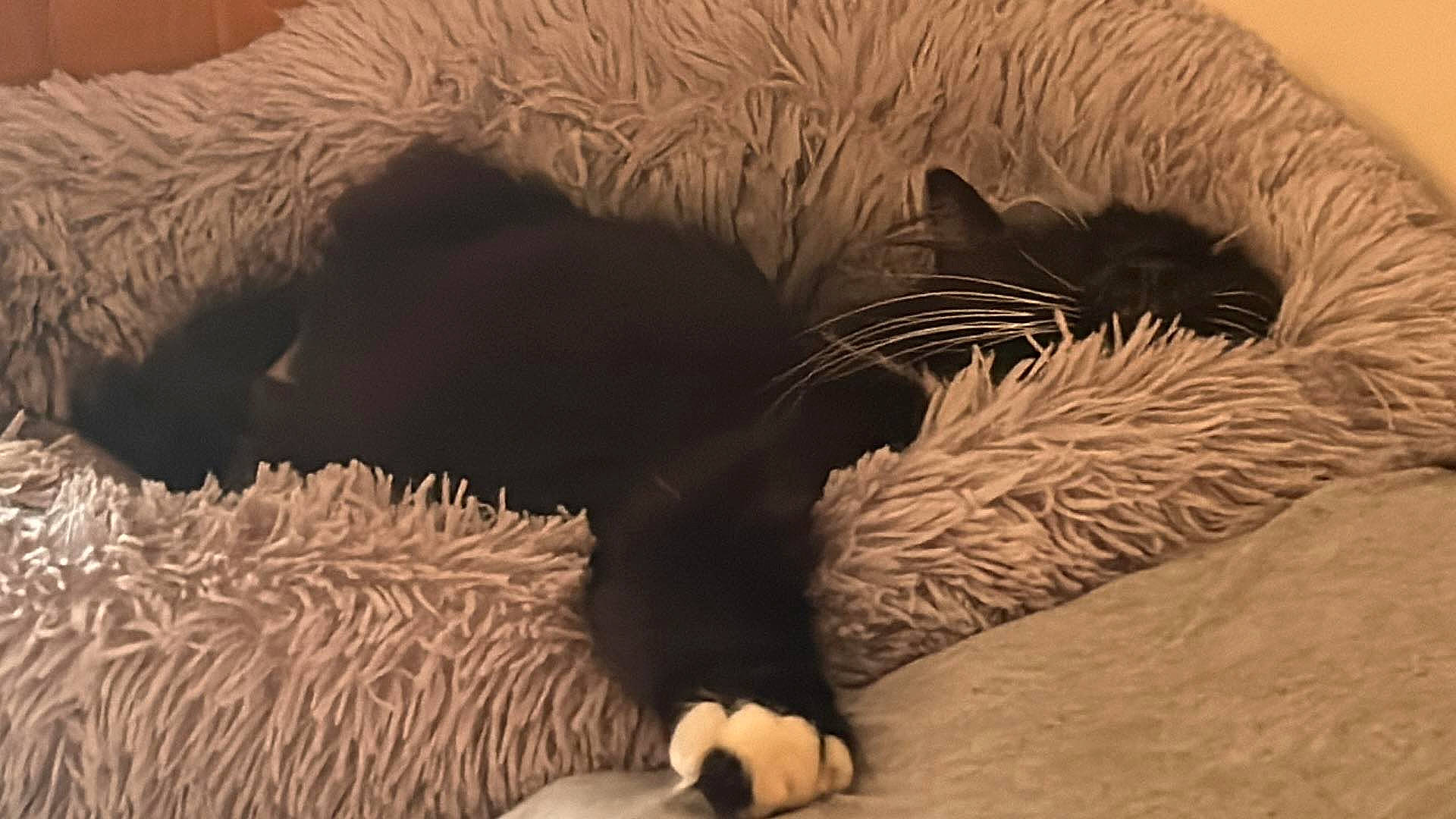 Mr Darcy is registered to the contest to win money with this photo: bed, black_cat, canidae, carnivore, cat, cat_bed, cat_supply, comfort, dog_breed, domestic_short_haired_cat, felidae, fur, grey, linens, nap, small_to_medium_sized_cats, snout, tail, terrestrial_animal, whiskers