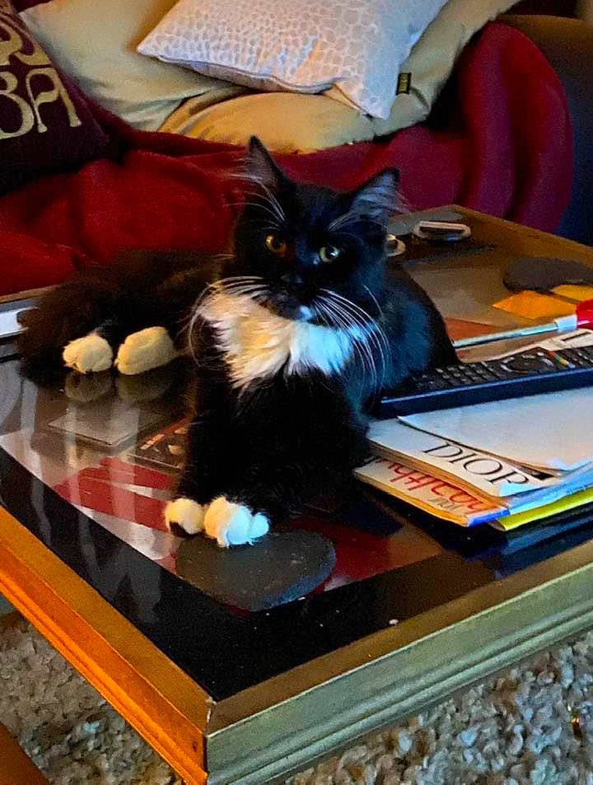 Mr Darcy is registered to the contest to win money with this photo: carnivore, cat, comfort, couch, domestic_short_haired_cat, felidae, flooring, fur, furniture, hardwood, lamp, living_room, pillow, publication, room, small_to_medium_sized_cats, table, tail, whiskers, wood