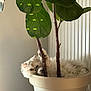 cat, plant, leaf, pot, indoor, fluffy, white_cat, pet, green, stem, relaxing, cute, feline, animal, home, funny_pose, nature, playful, cozy, domestic