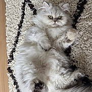 Zelda participe au concours pour gagner de l'argent avec cette photo : cat, fluffy, gray, pet, animal, fur, lying_down, carpet, indoor, cute, whiskers, paws, relaxed, eyes, mammal, domestic, feline, soft, resting, closeup