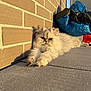 Zelda participe au concours pour gagner de l'argent avec cette photo : cat, fluffy, white_cat, sunlight, brick_wall, tile_floor, pet, animal, relaxing, outdoor, feline, long_hair, resting, cute, domestic_cat, portrait, shadow, bag, background, warm_light
