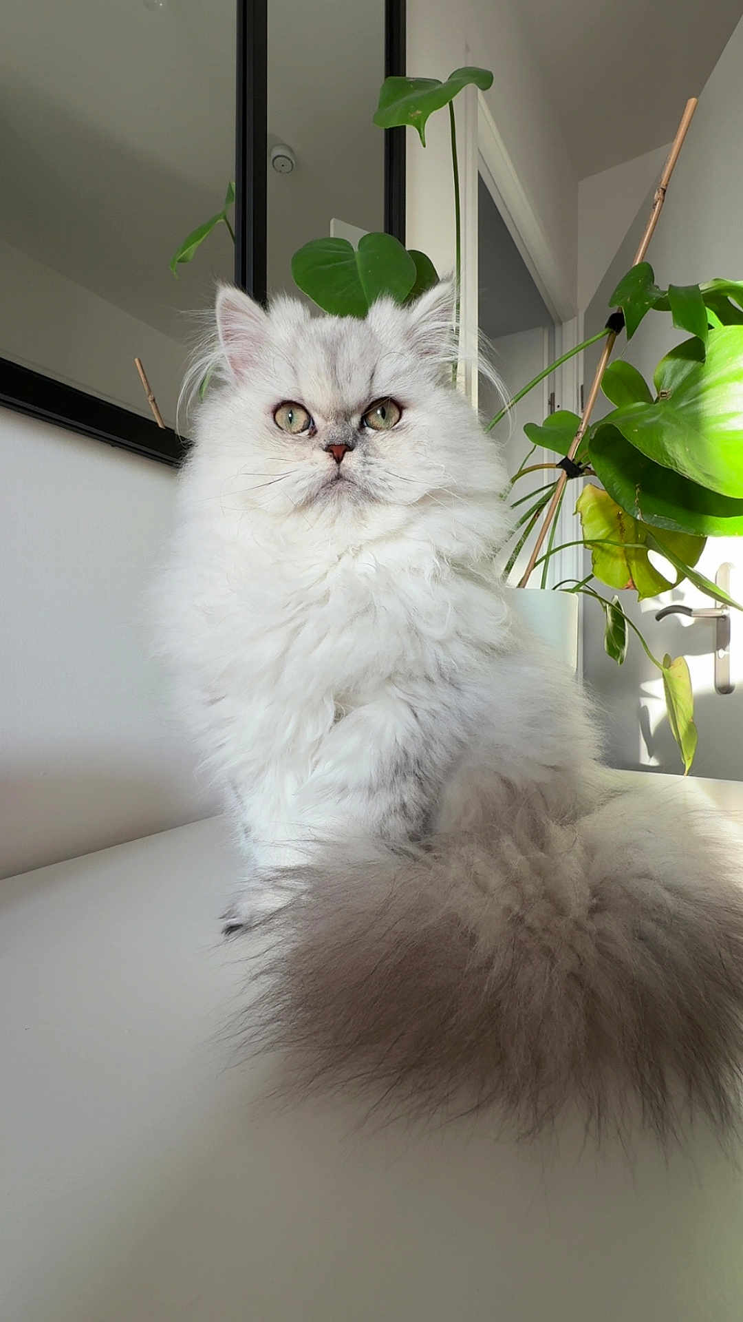 Zelda a rejoint le concours — aidez-le/la à gagner de superbes lots ! cat, fluffy, white_cat, green_eyes, indoor, plant, leaf, table, pet, feline, houseplant, modern, fur, portrait, cute, domestic_animal, closeup, sitting, whiskers, natural_light