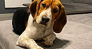 Yumie a rejoint le concours — aidez-le/la à gagner de superbes lots ! dog, beagle, puppy, couch, indoor, pet, canine, fur, ears, nose, paw, resting, looking, home, furniture, animal, cute, companion, relaxing, living_room