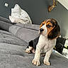Yumie participe au concours pour gagner de l'argent avec cette photo : beagle, puppy, dog, couch, gray, indoor, pet, living_room, furniture, wall, mounted_deer_head, animal, curious, young, sitting, fur, ears, snout, nose, paw