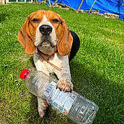 Yumie a rejoint le concours — aidez-le/la à gagner de superbes lots ! dog, beagle, grass, outdoor, pet, animal, bottle, plastic_bottle, paw, collar, greenery, sunlight, garden, blue_tarp, nature, canine, domestic_animal, relaxed, daylight, backyard