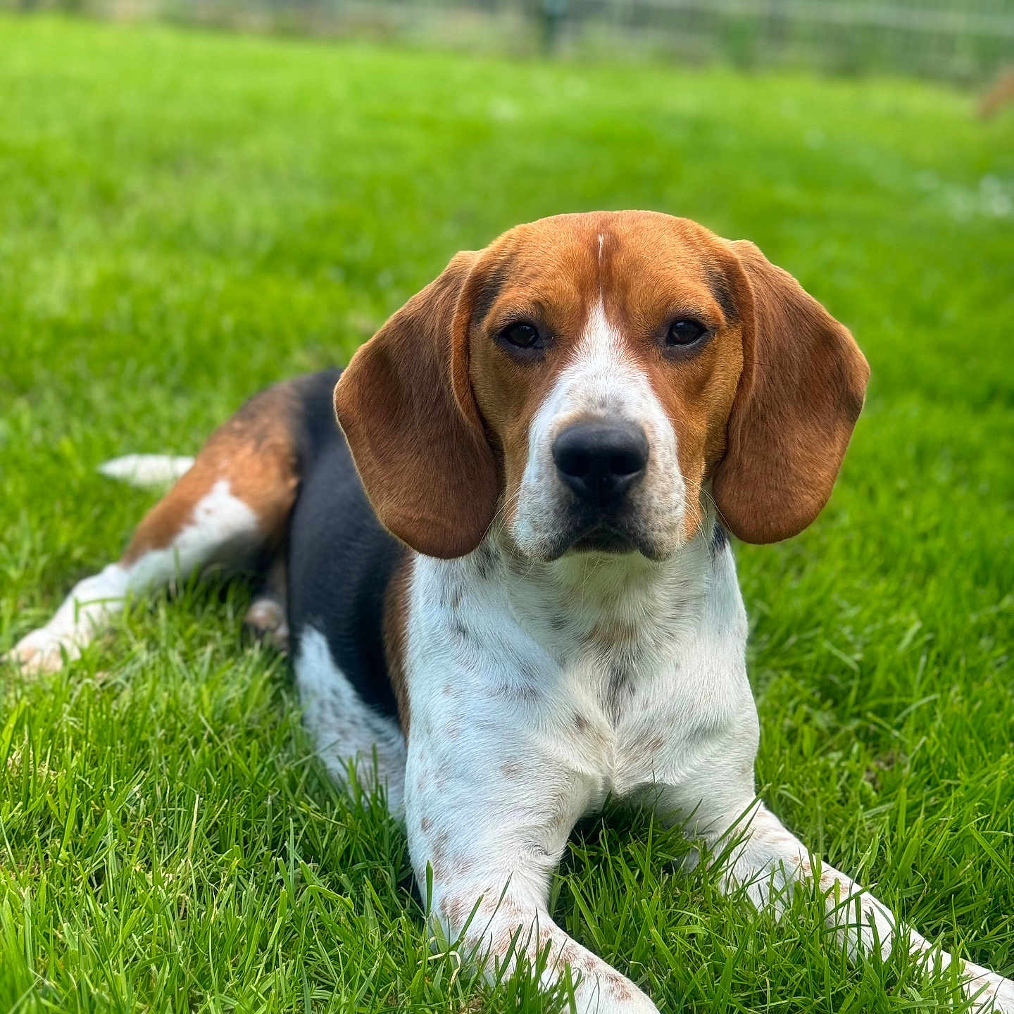 Yumie a rejoint le concours — aidez-le/la à gagner de superbes lots ! dog, beagle, grass, outdoor, pet, canine, animal, lying_down, ears, snout, fur, muzzle, nature, greenery, portrait, summer, domestic_animal, cute, relaxed, daytime