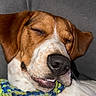 Yumie participe au concours pour gagner de l'argent avec cette photo : dog, pet, close_up, sleeping, smiling, rope_toy, brown_and_white, canine, resting, indoor, cute, animal, companion, face, fur, nostrils, whiskers, playful, relaxed, snout