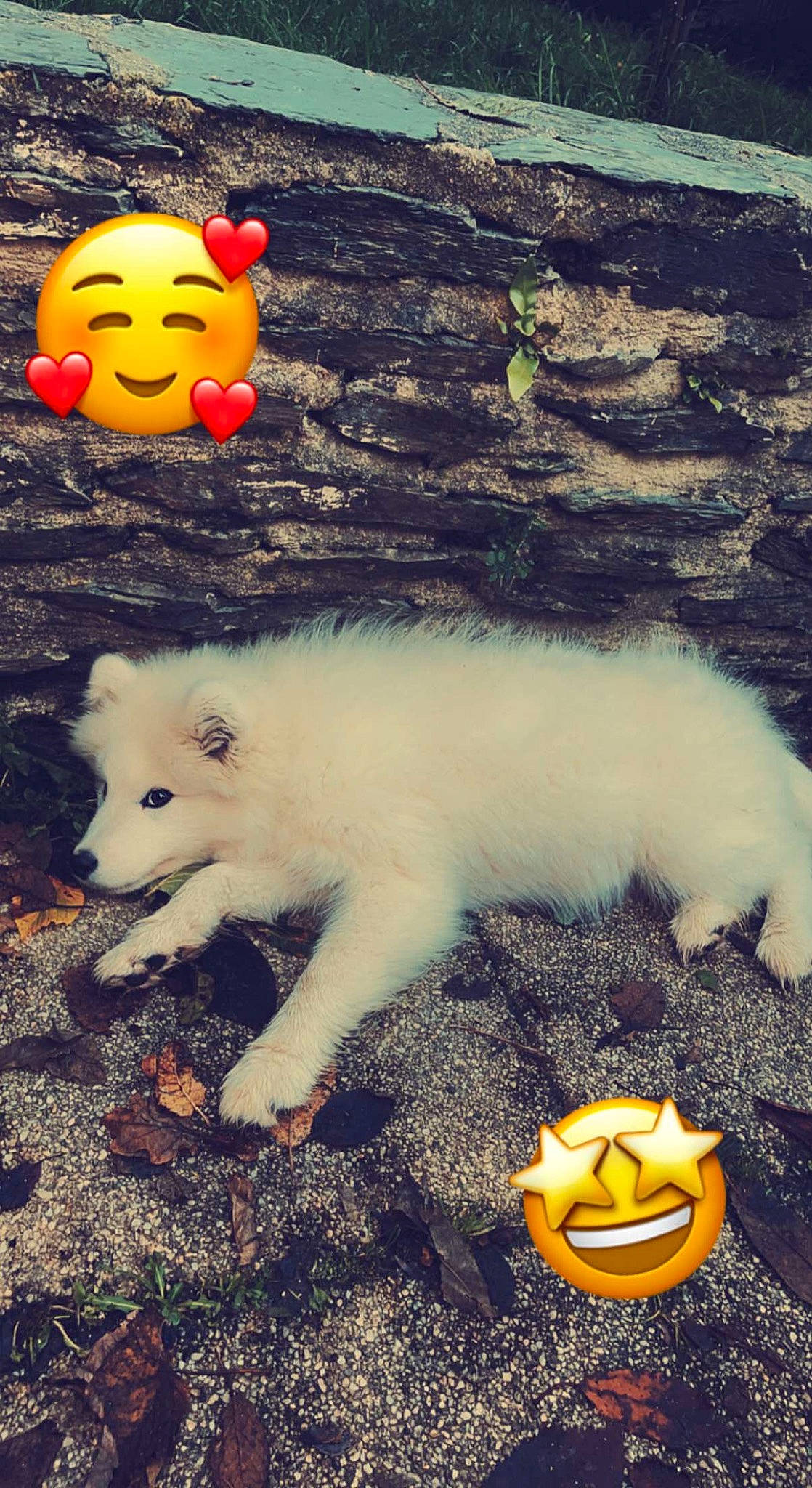 Leya a rejoint le concours — aidez-le/la à gagner de superbes lots ! canidae, carnivore, companion_dog, dog, dog_breed, fawn, fur, grass, happy, herding_dog, light, mammal, paw, photo_caption, sky, snout, soil, tail, vertebrate, yellow