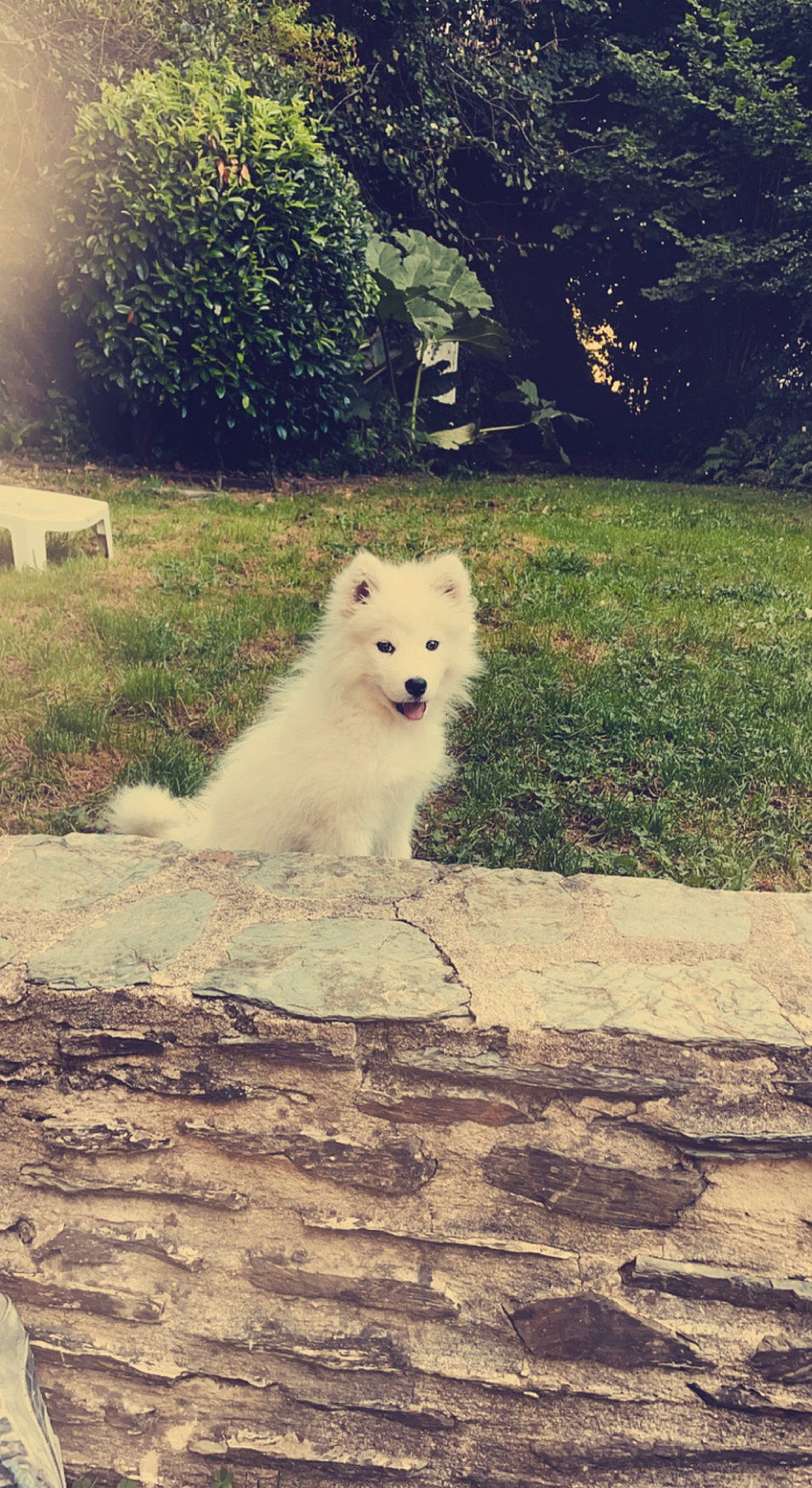 Leya a rejoint le concours — aidez-le/la à gagner de superbes lots ! canidae, carnivore, cloud, companion_dog, dog, dog_breed, flooring, german_spitz_mittel, grass, japanese_spitz, plant, road_surface, sky, snout, spitz, sporting_group, tail, tints_and_shades, tree, vehicle