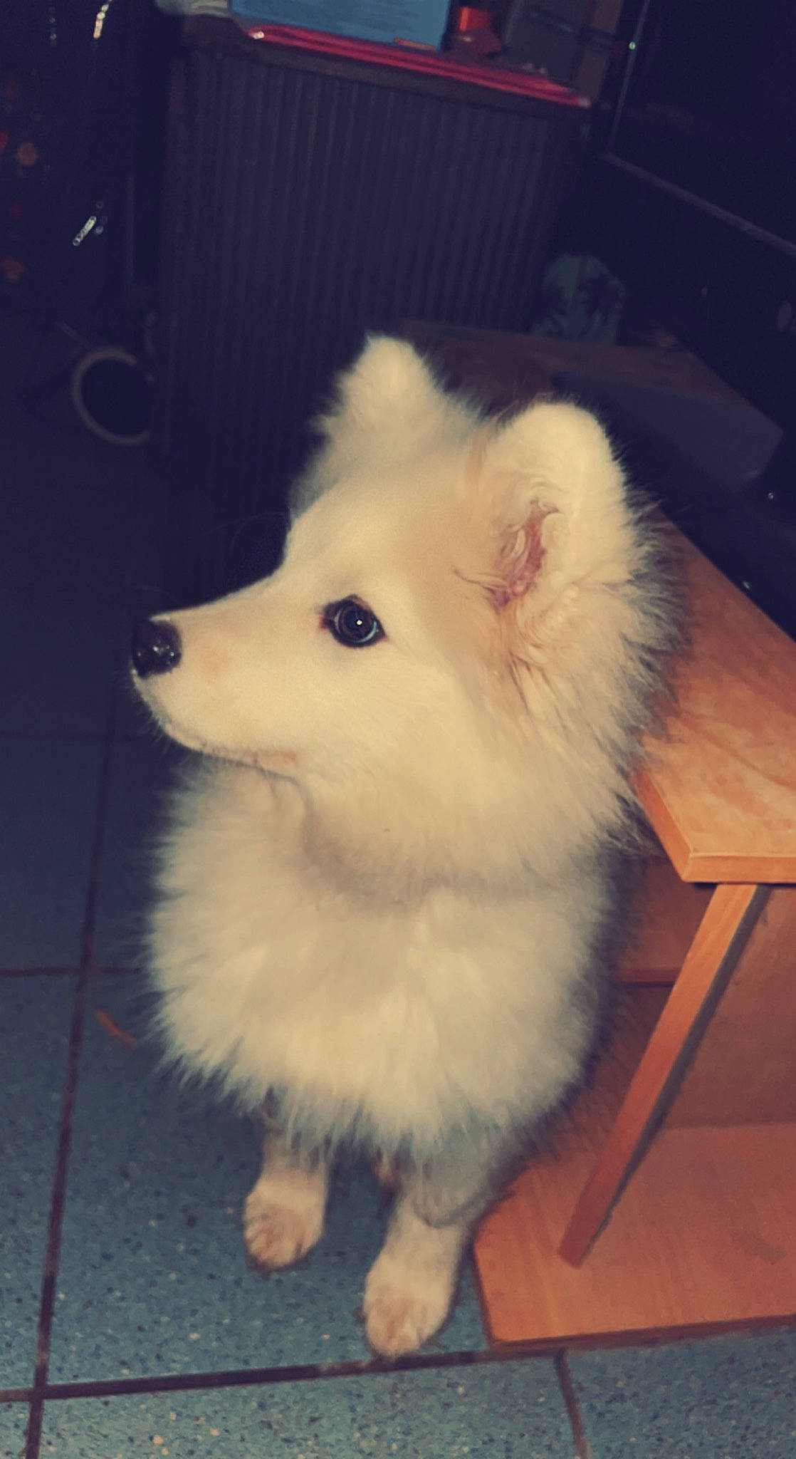 Leya a rejoint le concours — aidez-le/la à gagner de superbes lots ! canidae, carnivore, companion_dog, dog, dog_breed, ear, eye, flooring, fur, german_spitz, german_spitz_klein, german_spitz_mittel, samoyed, snout, spitz, sporting_group, tail, whiskers, wood, working_animal