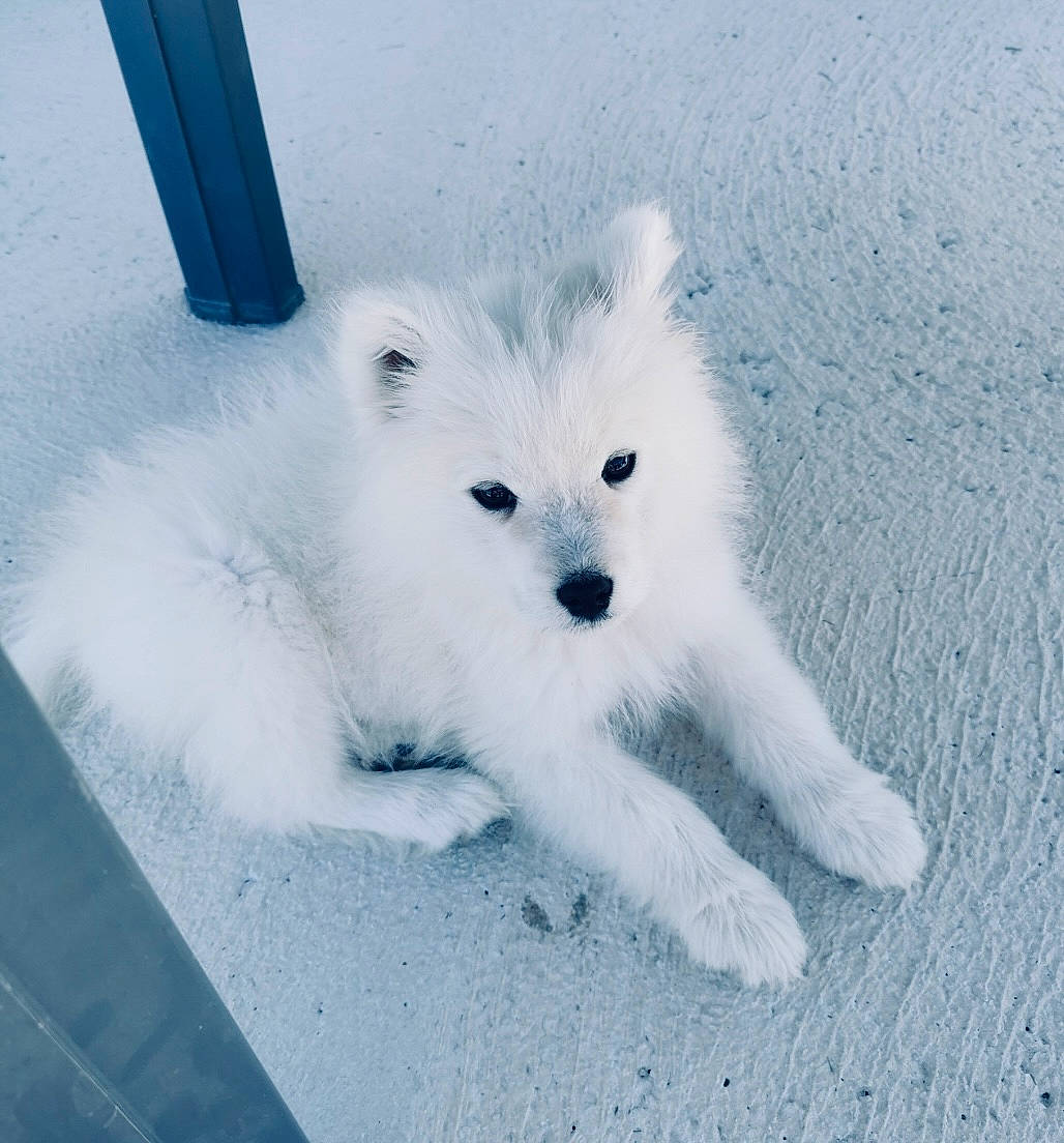 Leya participe au concours pour gagner de l'argent avec cette photo : ancient_dog_breeds, canidae, carnivore, companion_dog, dog, dog_breed, electric_blue, fur, german_spitz, japanese_spitz, non_sporting_group, puppy, samoyed, snout, snow, spitz, sporting_group, toy_dog, volpino_italiano, working_animal