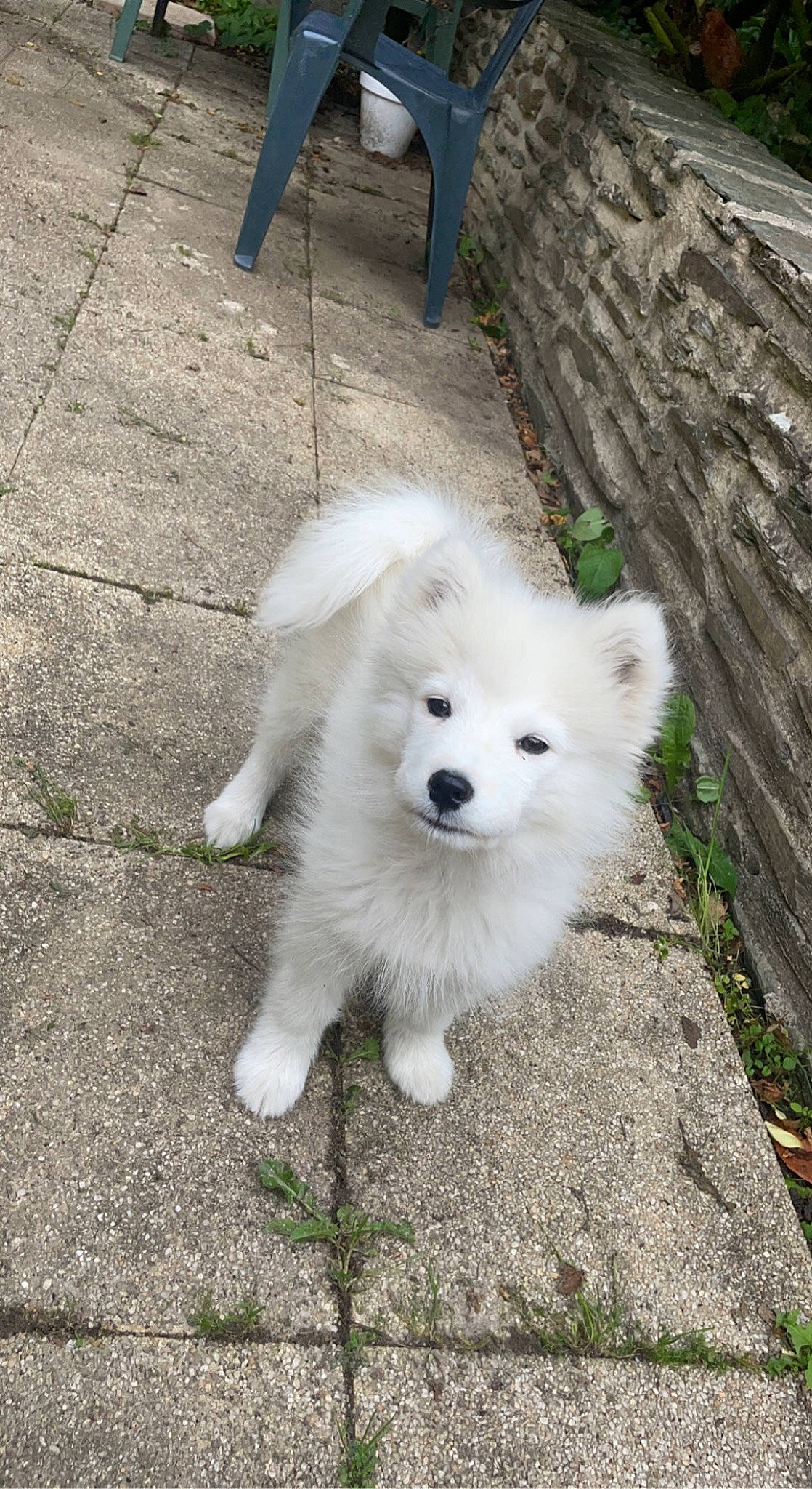 Leya a rejoint le concours — aidez-le/la à gagner de superbes lots ! american_eskimo_dog, canidae, carnivore, companion_dog, dog, dog_breed, fur, german_spitz, german_spitz_klein, german_spitz_mittel, grass, indian_spitz, japanese_spitz, samoyed, snout, spitz, sporting_group, volpino_italiano, working_animal, working_dog