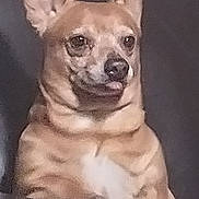 Tank joined the competition — help win amazing prizes! dog, tan, small_dog, ears, tongue_out, pet, animal, indoor, cute, fur, canine, sitting, portrait, looking_away, expression, muzzle, whiskers, alert, companion, domestic_animal