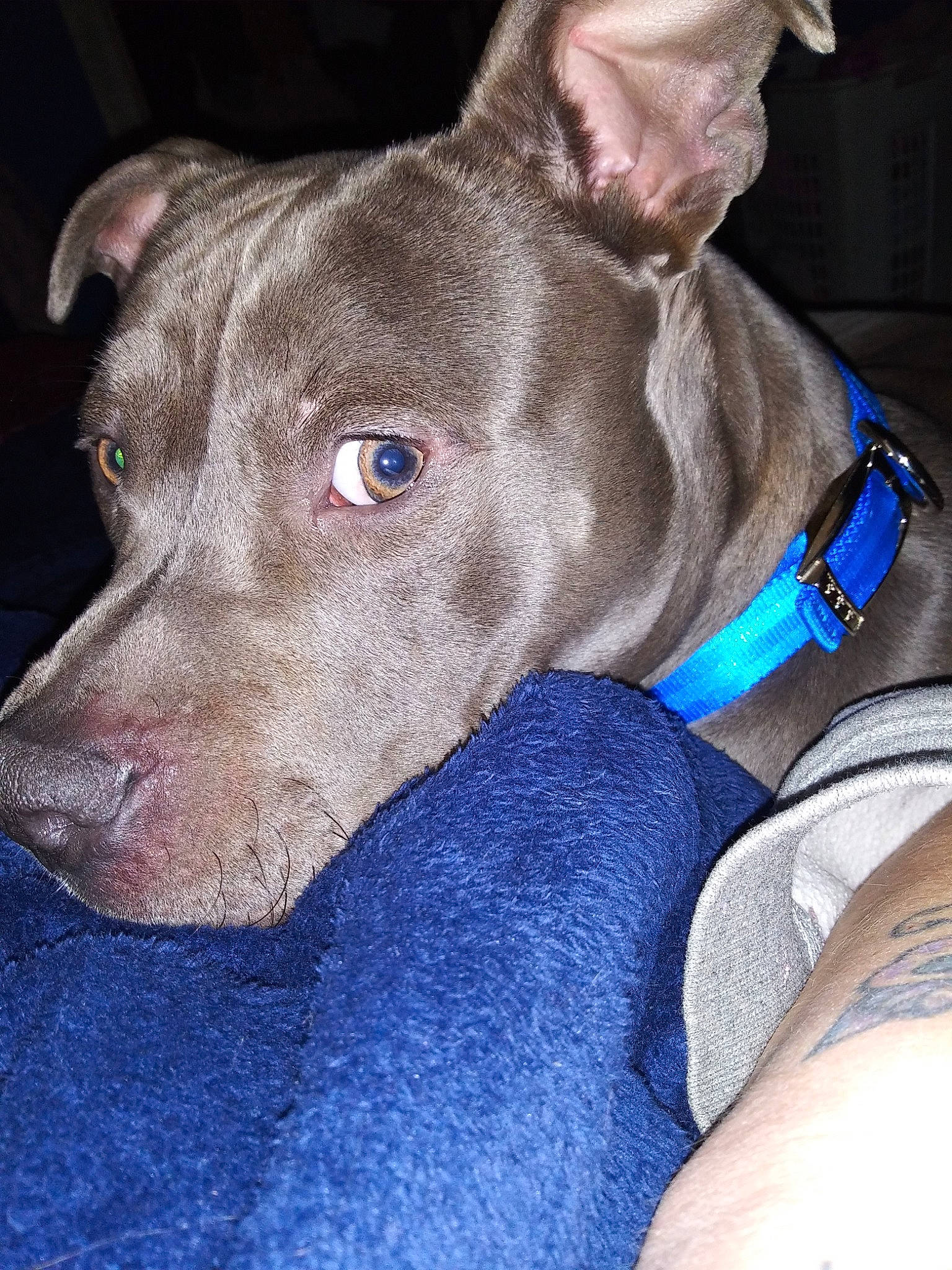 Tru joined the competition — help win amazing prizes! american_pit_bull_terrier, american_staffordshire_terrier, canidae, carnivore, dog, dog_breed, dog_collar, ear, fawn, mammal, non_sporting_group, nose, pit_bull, rare_breed_dog, snout, sporting_group, thai_ridgeback, vertebrate, weimaraner, whiskers