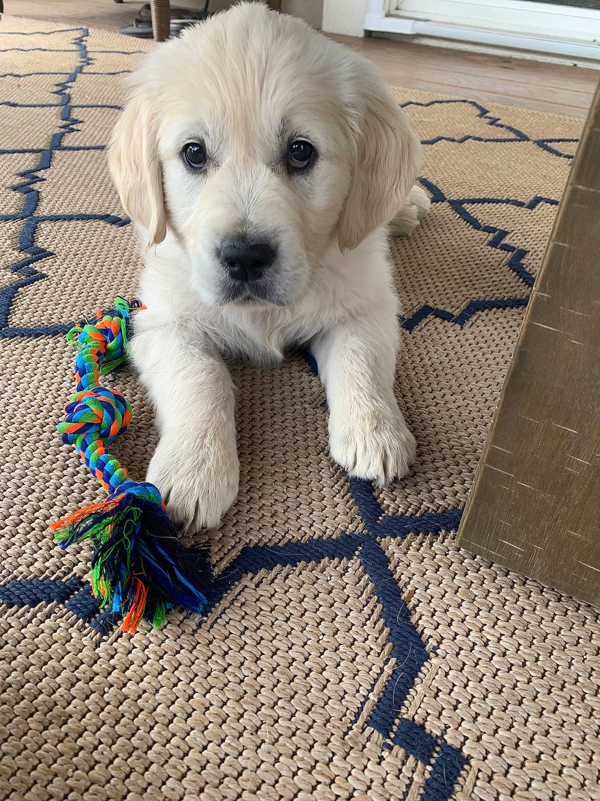 Georgia is registered to the contest to win money with this photo: beagador, canidae, carnivore, companion_dog, dog, dog_breed, fawn, golden_retriever, goldendoodle, labradoodle, labrador_retriever, mammal, puppy, puppy_love, rare_breed_dog, retriever, sporting_group, vertebrate