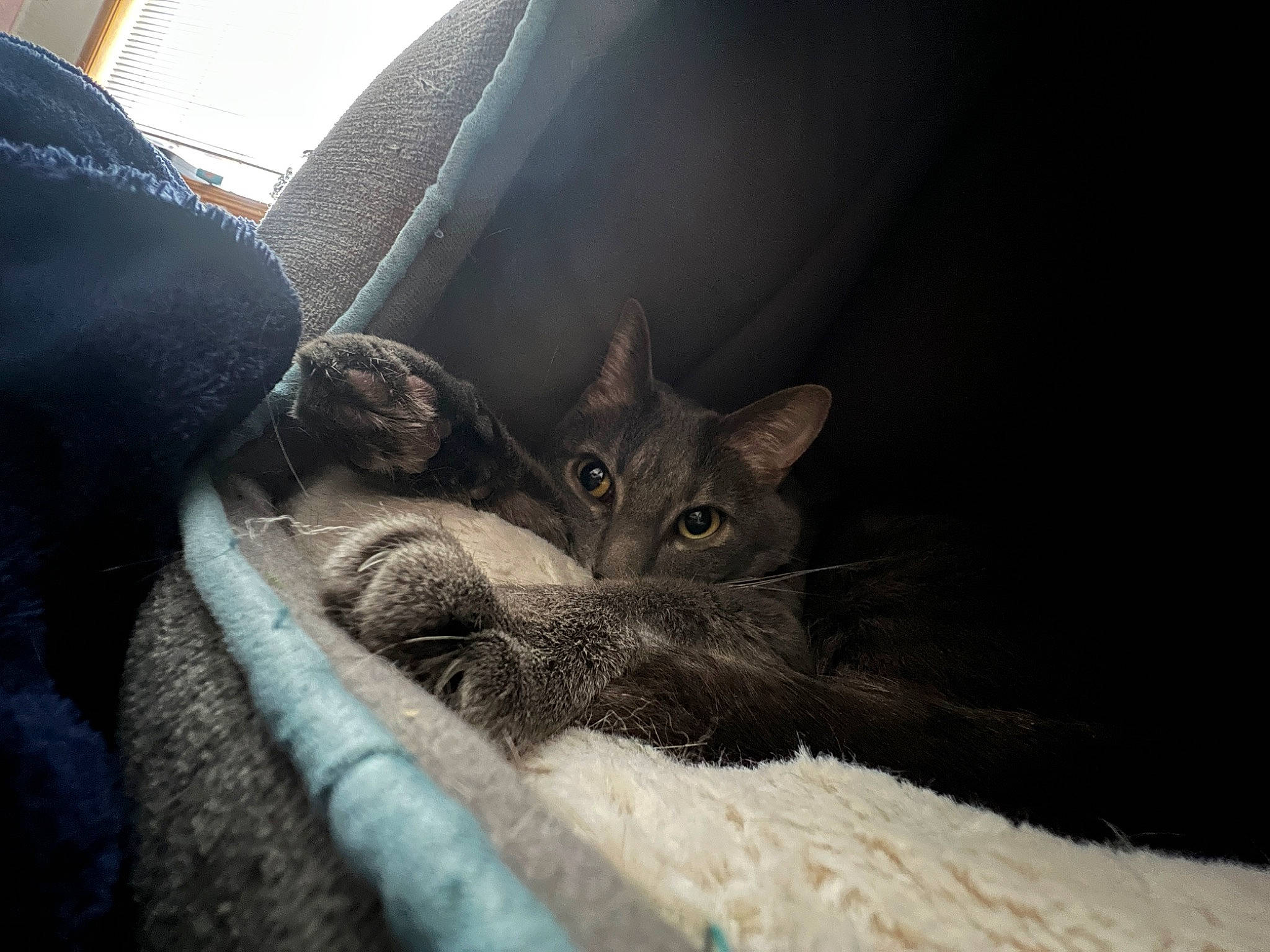 Chicken joined the competition — help win amazing prizes! carnivore, cat, claw, comfort, domestic_short_haired_cat, felidae, fur, grey, linens, nap, paw, sitting, small_to_medium_sized_cats, snout, tail, vehicle_door, whiskers, wildlife, window, windshield