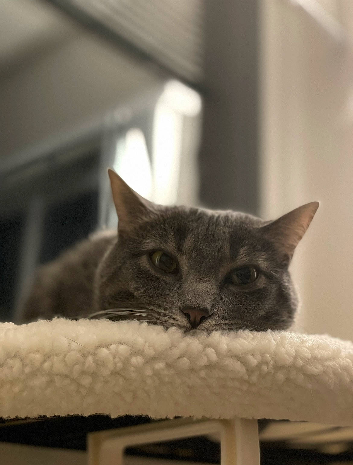 Chicken joined the competition — help win amazing prizes! carnivore, cat, cat_supply, comfort, domestic_short_haired_cat, felidae, fur, grey, monochrome_photography, publication, room, small_to_medium_sized_cats, snout, whiskers, window, wood