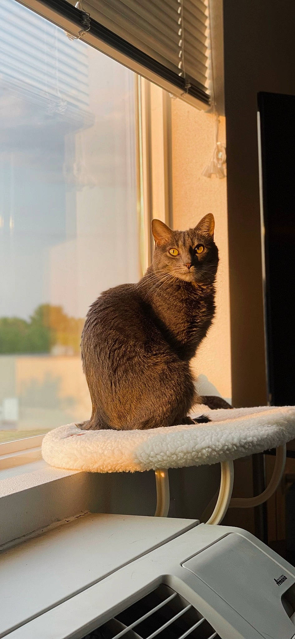 Chicken joined the competition — help win amazing prizes! carnivore, cat, cat_supply, comfort, domestic_short_haired_cat, fawn, felidae, fur, metal, pet_supply, room, sitting, small_to_medium_sized_cats, snout, tail, terrestrial_animal, whiskers, window, wood