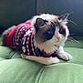 Millie is registered to the contest to win money with this photo: cat, animal, pet, feline, sweater, clothing, green_cushion, indoor, fur, whiskers, relaxed, cute, fluffy, portrait, tabby, holiday, cozy, resting, soft, domestic_animal