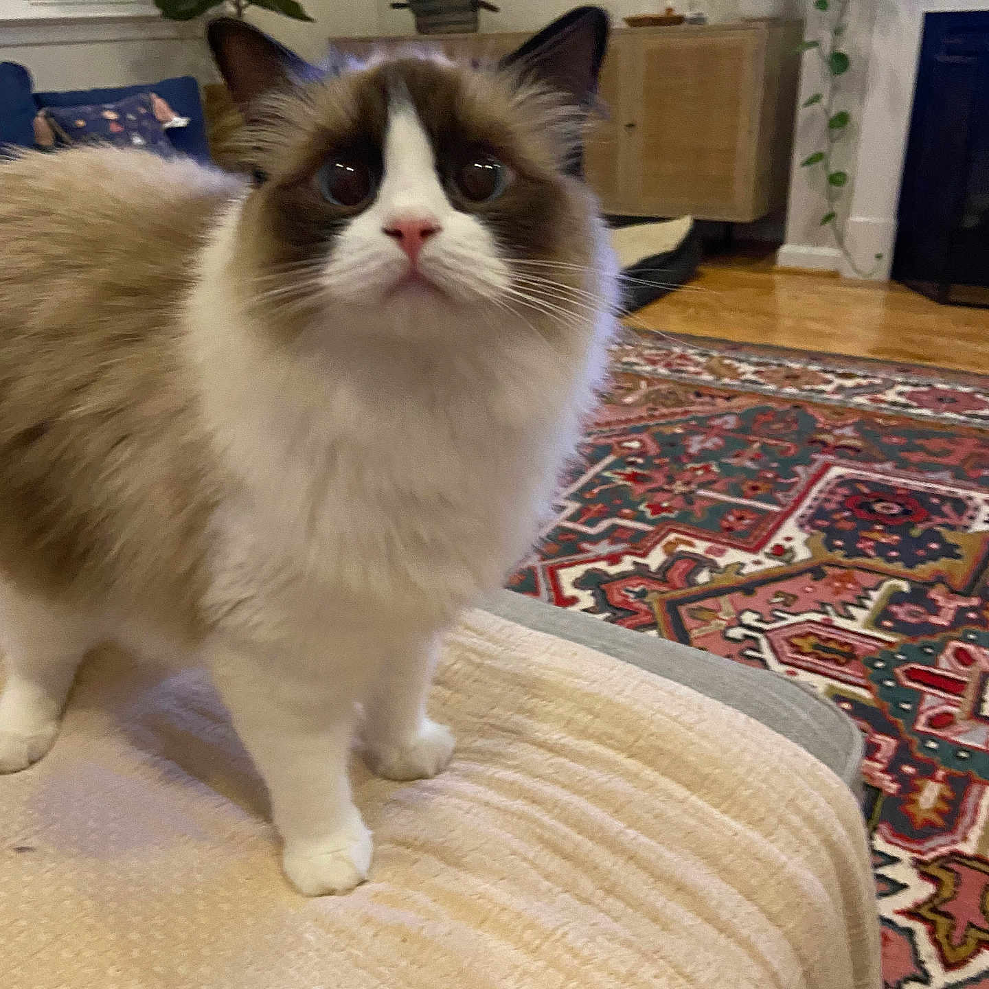 Millie is registered to the contest to win money with this photo: cat, couch, cozy, curious, decor, eyes, face, fluffy, furniture, home, indoor, mammal, paws, pet, plant, rug, soft, whiskers, window, wooden_floor