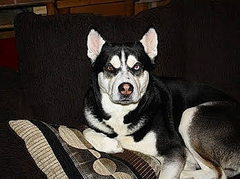 Patriot joined the competition — help win amazing prizes! alaskan_malamute, ancient_dog_breeds, canidae, carnivore, dog, dog_breed, labrador_husky, mammal, miniature_siberian_husky, rare_breed_dog, sakhalin_husky, seppala_siberian_sleddog, siberian_husky, sled_dog, snout, sporting_group, vertebrate, wolfdog