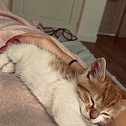 Tobie participe au concours pour gagner de l'argent avec cette photo : cat, kitten, ginger_cat, white_fur, sleeping, stretching, relaxed, cozy, blanket, bed, indoor, bedroom, pet, feline, whiskers, closed_eyes, paws, pink_nose, warm_lighting, portrait