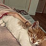 cat, kitten, ginger_cat, white_fur, sleeping, stretching, relaxed, cozy, blanket, bed, indoor, bedroom, pet, feline, whiskers, closed_eyes, paws, pink_nose, warm_lighting, portrait