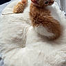 kitten, cat, orange_cat, white_cat, pet, animal, furry, fluffy, cushion, blanket, bed, bedroom, indoors, curtains, sunlight, plush_toy, toy_mouse, relaxed, lying_down, cute