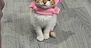 Tobie a rejoint le concours — aidez-le/la à gagner de superbes lots ! cat, kitten, pet, animal, pink_costume, hood, cute, adorable, sitting, indoor, floor, wood_floor, home, portrait, front_view, fluffy, orange_and_white, whiskers, eyes, funny