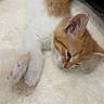 kitten, cat, orange_and_white, sleeping, lying_down, fluffy, fur, paw, pink_paw_pads, ear, whiskers, close_up, indoors, blanket, soft, cozy, relaxed, pet, adorable, portrait