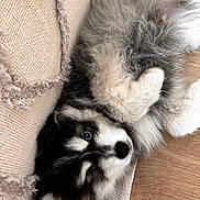 Baloo a rejoint le concours — aidez-le/la à gagner de superbes lots ! puppy, dog, black_and_white, fluffy, lying_down, upside_down, paws, fur, portrait, pet, animal, indoors, couch, cushion, wooden_floor, relaxed, cute, playful, close_up, photography