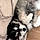 Baloo