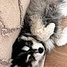 puppy, dog, black_and_white, fluffy, lying_down, upside_down, paws, fur, portrait, pet, animal, indoors, couch, cushion, wooden_floor, relaxed, cute, playful, close_up, photography